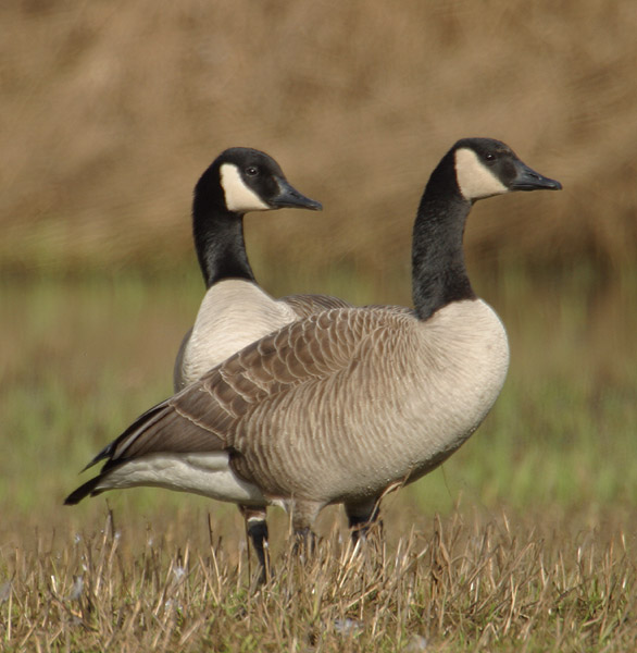 Canadian-Geese