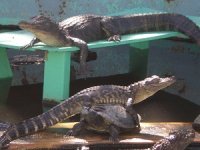 baby-alligators