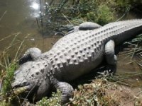 close-up-gator