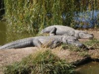 Alligators-in-sun