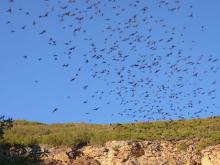 Orient Mine Bats