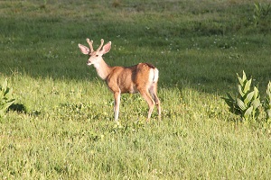 Mule-deer