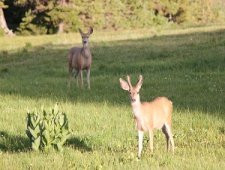 Mule-Deer