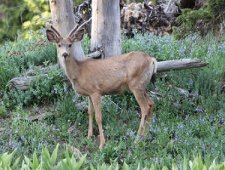 Mule-deer