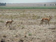 Pronghorn