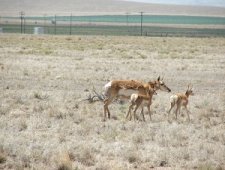 Pronghorn