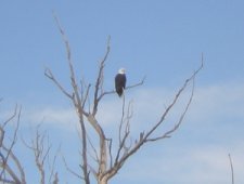 Bald-eagle