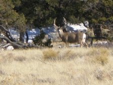 Buck-mule-deer-at-the-Great-Sand-Dunes