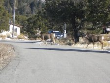 Two-buck-mule-deer-at-the-Great-Sand-Dunes