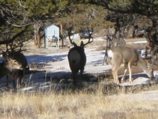 Mule-deer-at-the-Great-Sand-Dunes