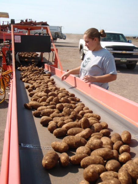 Potatoes-on-piler-to-be-stored