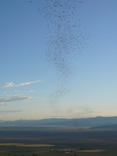 Orient-Mine-Bats