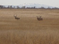 Mule-deer-at-the-Alamsoa-Wildlife-Refuge