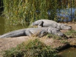 alligators-on-the-bank