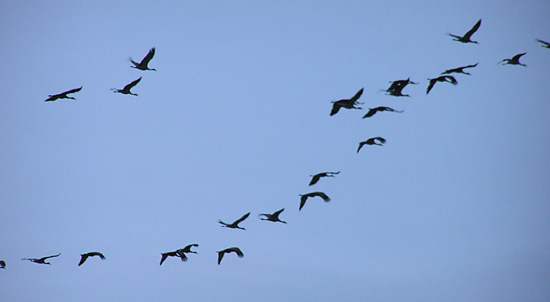 Flying-Sandhill-Cranes