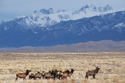 Elk-on-Great-Sand-Dunes