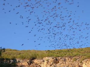 Orient-Mine-Bats-leaving-cave