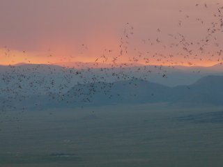 Orient-Mine-Bats