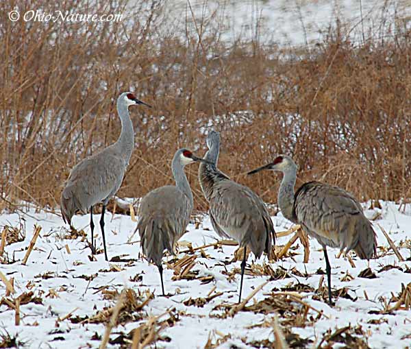 Sandhill-
Cranes-in-snow