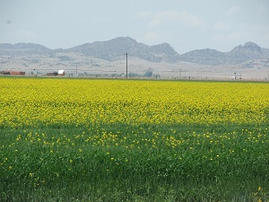 Canola-Field-in-Bloom