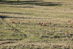 Elk-cows-and-calves