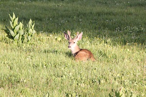 Mule-deer