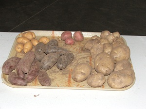 Varieties-of-Potatoes