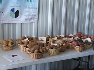 Varieties-of-potatoes