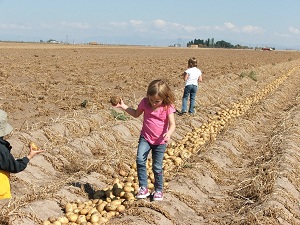 Potatoes-in-the-row-after-being-dug