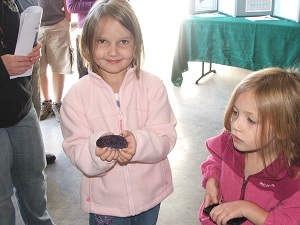 Potato-Festival