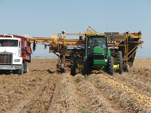 Potatoes-ready-for-the-harvester-to-pick-up