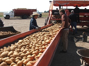 Potatoes-on-conveyor-belt