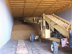Potatoes-being-stored-in-cellar