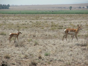 Pronghorn