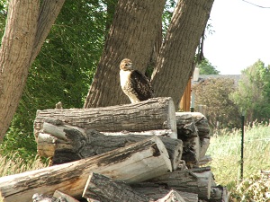 Red-Tail-Hawk