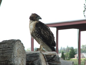 Red-Tail-Hawk