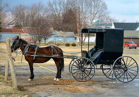 amish-horse-and-buggy