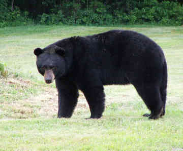 Black-bear