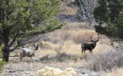 buck-mule-deer