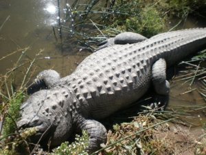 Alligator