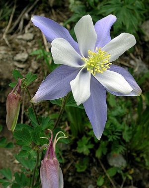 Columbine-flower