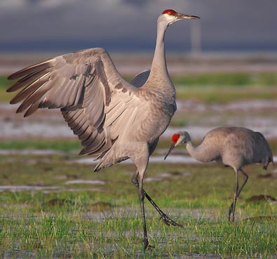 Sandhill-Cranes-dancing