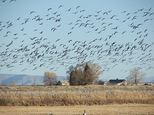 Sandhill-Cranes-in-flight