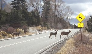 mule-deer