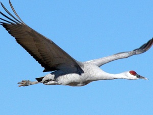Flying-Sandhill-Crane