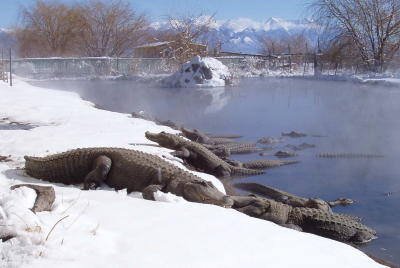 gators-laying-in-snow