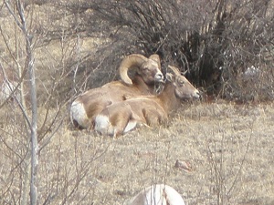 Bighorn-sheep