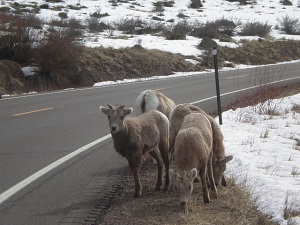 Bighorn-sheep-on-the-road