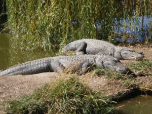 Alligators-in-sun