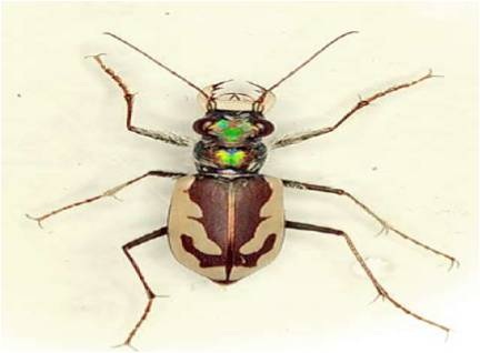 tiger-beetle